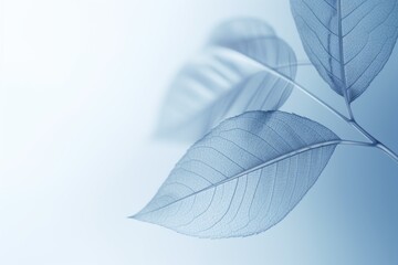 Blue Leaf: Minimalist Image with Elegant and Clean Blue Background, Delicate Lines