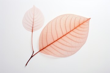 Detailed Transparent Orange Leaf on Light Background