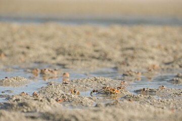 beach in the sand with small crabs 