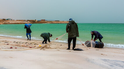 Fishermen harvesting their nets full of caught fish in the Dakhla beach in Morocco