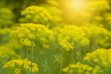 Flowering dill in the sunlight. Selective, soft focus. Umbrella dill.