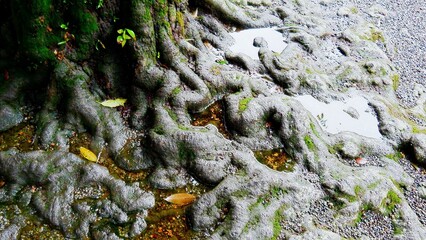 Gros plan d'un grand, haut et ancien arbre dans une zone forestière et urbain, sous un temps d'humidité, après un passage de pluie, avec de grosses flaques d'eau, réflexion image miroir