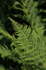 Fototapeta na wymiar Green forest fern growing in the Swiss Alps.