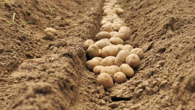 beautiful potato tubers in furrow on field. Potato harvesting. Planting potatoes