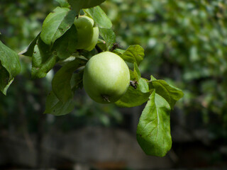 green apples on tree