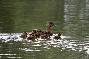 mallard with cubs