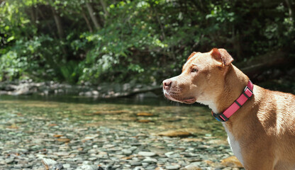 Dog standing in front of defocused river on a hot summer day. Large puppy dog looking at something with intensely or waiting for toy from owner. 11 months old, female Boxer Pitt mix. Selective focus.