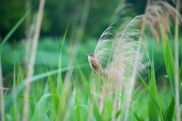 Great reed warbler