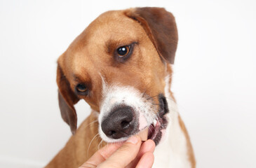 Dog eating medication from owners hand with grey background, close up. Chewable prescription such...
