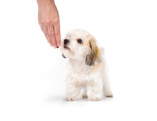 Cute puppy obedience training with owner or dog trainer. Small fluffy white puppy dog standing sniffing or smelling a treat or snack in hand. 16 weeks old female Havanese puppy dog. Selective focus.