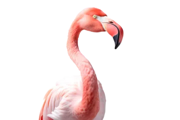 Fotobehang Close-up of a flamingo on a transparent background. png file. Generative AI © Kordiush