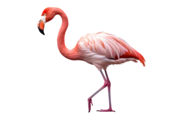 Gordijnen Standing flamingo on a transparent background. png file. Generative AI © Kordiush