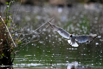 Black-headed gull // Lachmöwe (Chroicocephalus ridibundus)