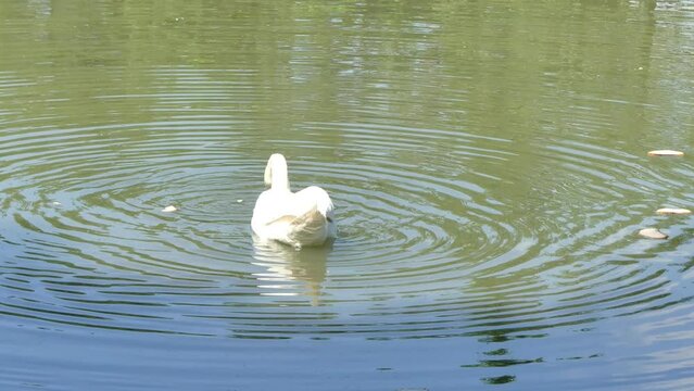 Mute swan, Cygnus olor on water of pond eats bread found in water on sunny day - slow motion with zoom in. Topics: ornithology, feeding birds, natural environment, water bird