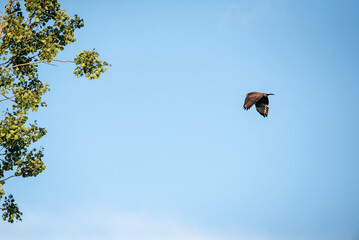 The common buzzard (Buteo buteo) on flight - flying bird on prey