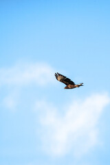 The common buzzard (Buteo buteo) on flight - flying bird on prey