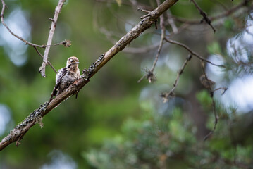 The lesser spotted woodpecker (Dryobates minor) - bird on a branch
