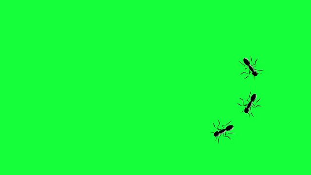 walking ants animation walking ants animation swarm animation with greenscreen background