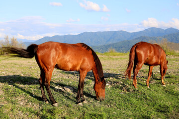 Obraz premium 2 brown horses graze on mountain meadows. Two horses in the pasture. summertime season. Brown horses. Batumi, Georgia.