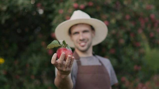 Farmer man holds at arm length and rotates ripe fresh apple with stalk and leaves in apple orchard. Juicy organic fruits full of vitamins for first hand buyer and family business.