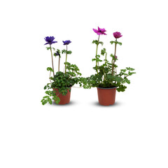 Naklejka na ściany i meble Anemone coronaria Animo Pink Indoor plants in pots cut out isolated transparent background