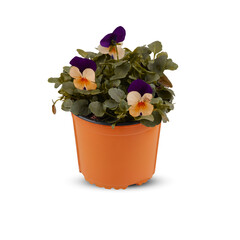 Pansies Viola Bouquet Flower Indoor plants in pots cut out isolated transparent background