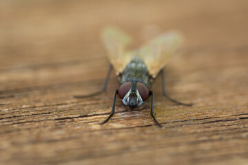 Mouche qui me regarde
