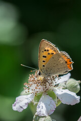 Fototapeta na wymiar Papillon posé sur une fleur