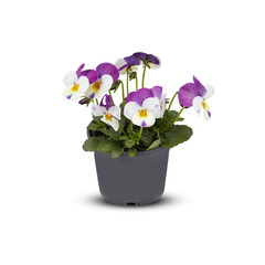 Pansies Viola Bouquet Flower Indoor plants in pots cut out isolated transparent background