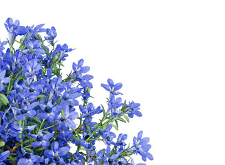 Obraz premium lobelia flower bushes isolated