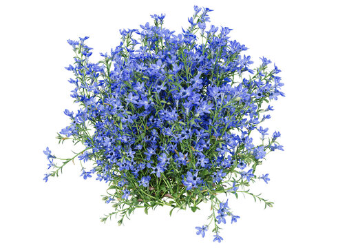 lobelia flower bushes isolated