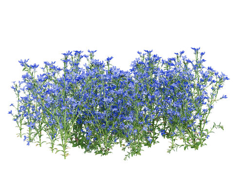 lobelia flower bushes isolated