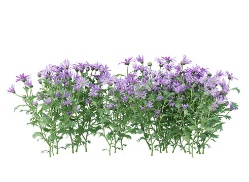 bunch of purple flowers isolated