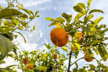 Orange Groves and mandarin tree. Orange fruit farm field. Sweet Orange citrus fruits in garden. Mandarin trees at plantation cultivated. Harvest season in Spain Grove. Citrus Tangerine plant..