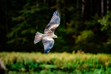 Birds of prey - Common Buzzard (Buteo buteo)