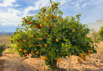 Fototapeta na wymiar Orange mandarin tree. Orange fruit farm field. Vibrant orange citrus fruits in garden. Mandarin trees at farm plantation cultivated in Mediterranean. Harvest season in Spain. Citrus Tangerine plant.