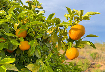 Orange mandarin tree. Orange tree in farm field. Vibrant orange citrus fruits in garden. Mandarin trees at farm plantation cultivated in Mediterranean. Harvest season in Spain. Tangerine plantation