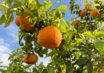 Orange Groves and mandarin tree. Orange fruit farm field. Sweet Orange citrus fruits in garden. Mandarin trees at plantation cultivated. Harvest season in Spain Grove. Citrus Tangerine plant..