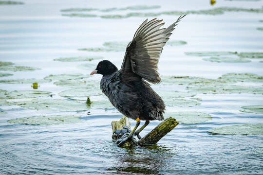 Eurasian coot (Fulica atra), common coot, Australian coot stands on its foot on the wooden stick and waves by its wings. It's a large black bird with a white bill and frontal shield and red eyes.