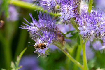 Honey bee "Apidae" collects pollen nectar from "Phacelia" flowers for honey, during summer pollination. Selective focus, blurred background. Dublin, Ireland