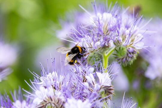 Bumblebee collects pollen nectar from "Phacelia" flowers. Selective focus, blurred background. Flower also known as "scorpion weed", "purple tansy", "fiddle neck" and "fernleaf fiddle neck". Ireland