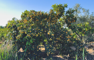 Loquats on tree in farmland. Mespilus germanica tree plant with medlar fruit. Orange Loquats fruit. Medlars trees in farm field. Orange citrus fruits in garden in harvest season. Branch with Loquats.