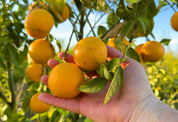 Orange mandarin in hand in Harvest season. Orange tree in farm field. Orange citrus fruits in garden. Mandarin trees at farm plantation cultivated in Mediterranean. Harvesting on Tangerine plantation