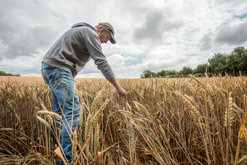 Naklejka na ściany i meble Farmer checking his crop of wheat