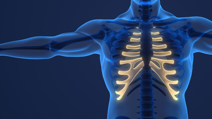 Human skeleton anatomy Costal Cartilage