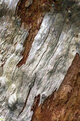 Bark of an Dead Decaying Cedar Tree