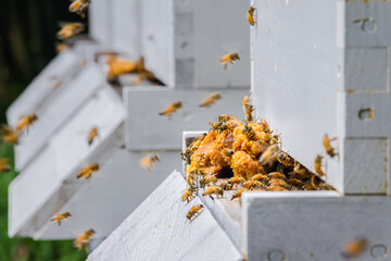 Bees on their apiary boxes.
