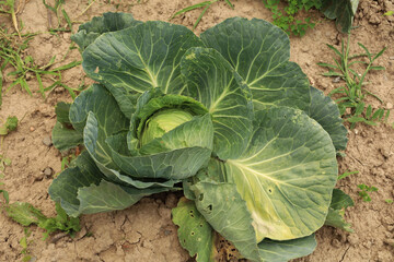 A large harvest of cabbage. Cabbage grows in the garden. Cabbage leaves. Healthy, green harvest