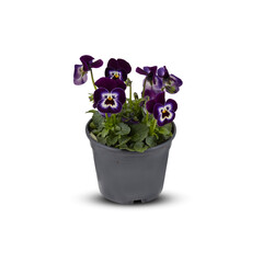 Pansies Viola Bouquet Flower Indoor plants in pots cut out isolated transparent background