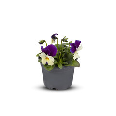 Pansies Viola Bouquet Flower Indoor plants in pots cut out isolated transparent background